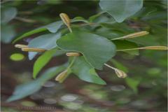 Pisonia aculeata